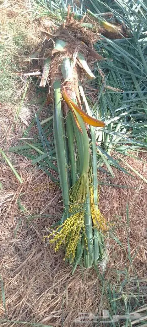 للبيع النخيل 0