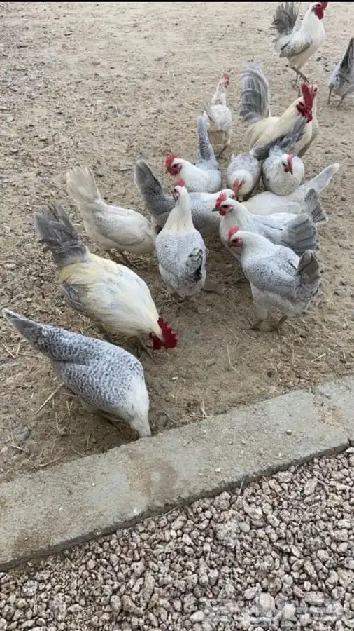 يوجد اطباق بيض بلدي مخصب نسبة التخصيب عالي 3
