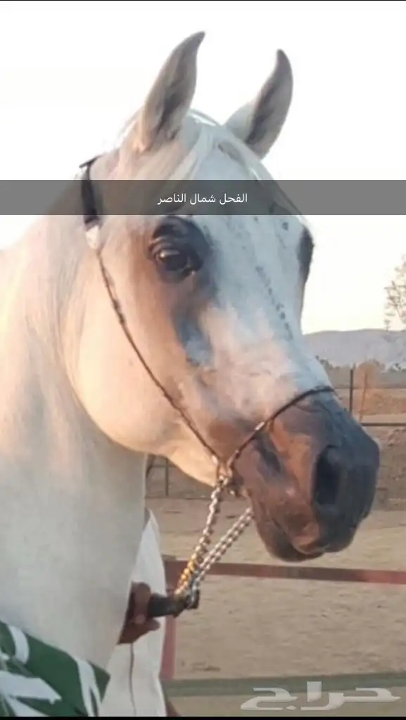 فرس دهماء 1