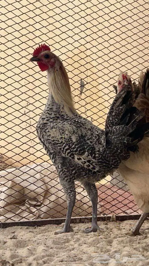 ديك فيومي مع 3 دجاجات 0