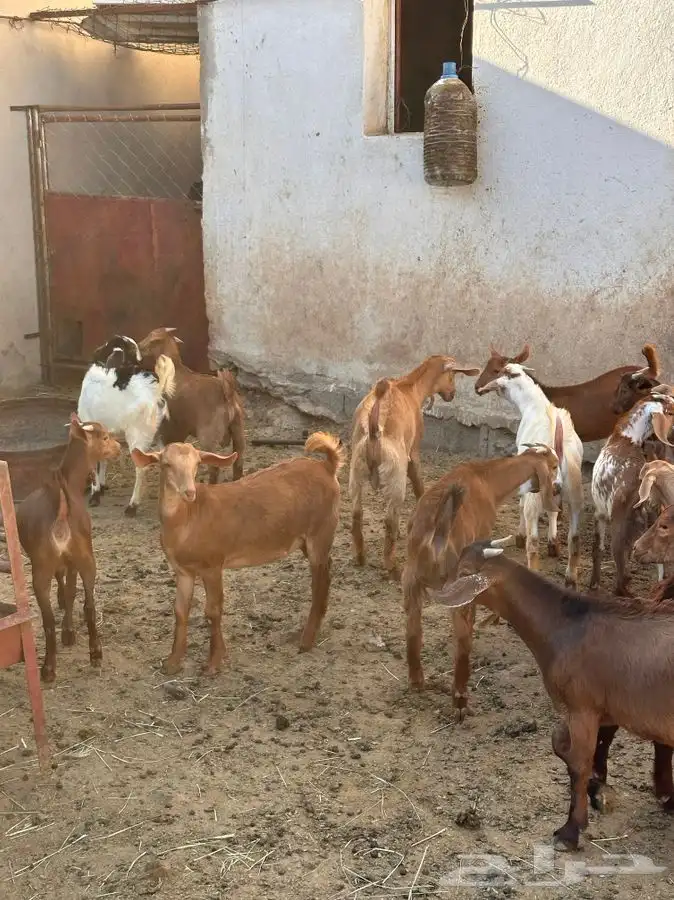 تيوس و عنقان مندي او تربيه 3