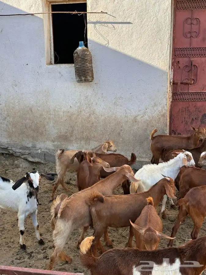 تيوس و عنقان مندي او تربيه 4