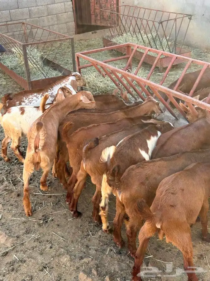 تيوس و عنقان مندي او تربيه 1