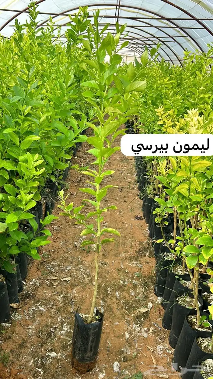 للبيع شتلات حمضيات 9