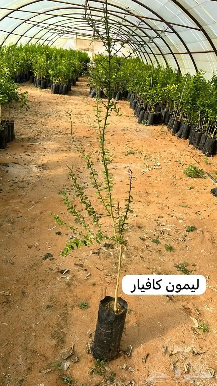 للبيع شتلات حمضيات 12
