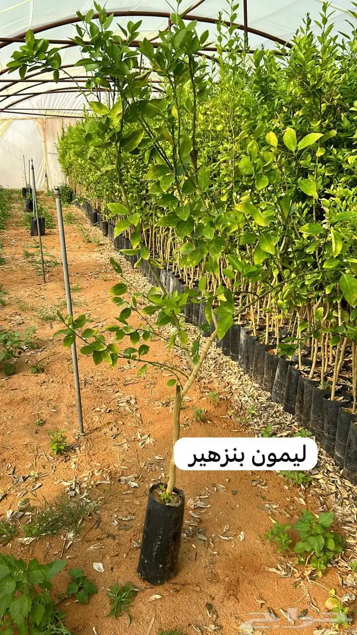 للبيع شتلات حمضيات 10