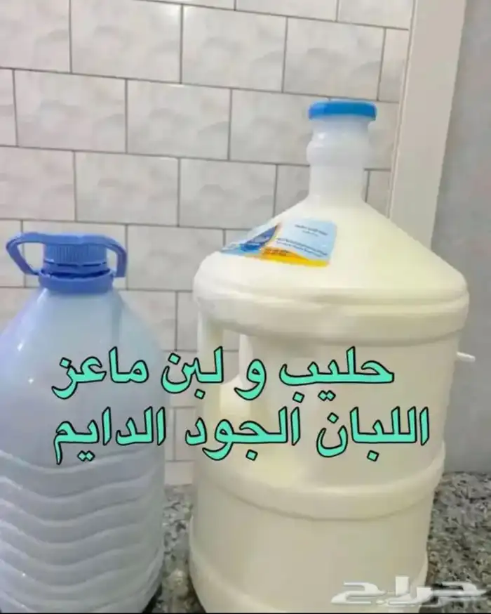 حليب و لبن ماعز غنم رعي بري (ربيع) سمن و زبدة طازج يوميا 5