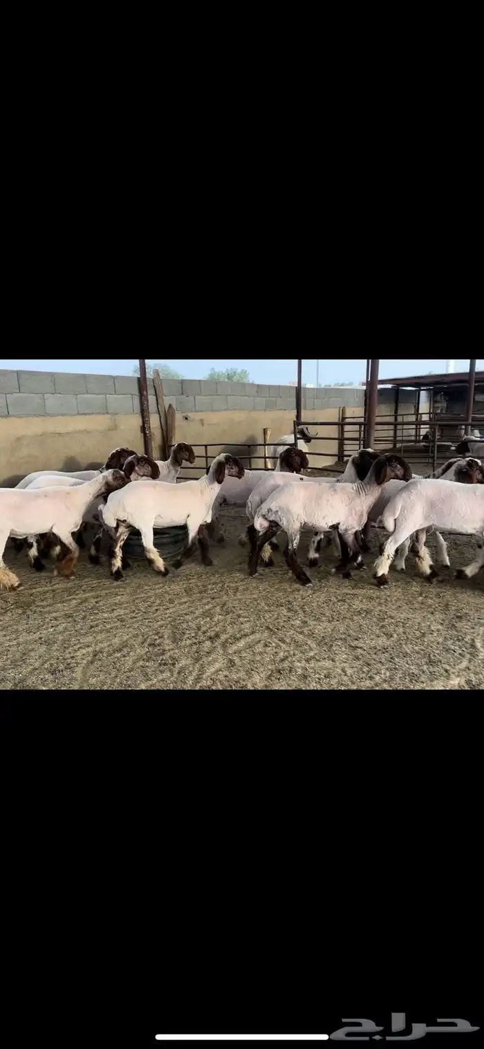 جذعات نعيم صنف 2