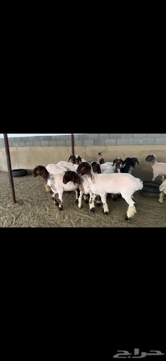 جذعات نعيم صنف 6