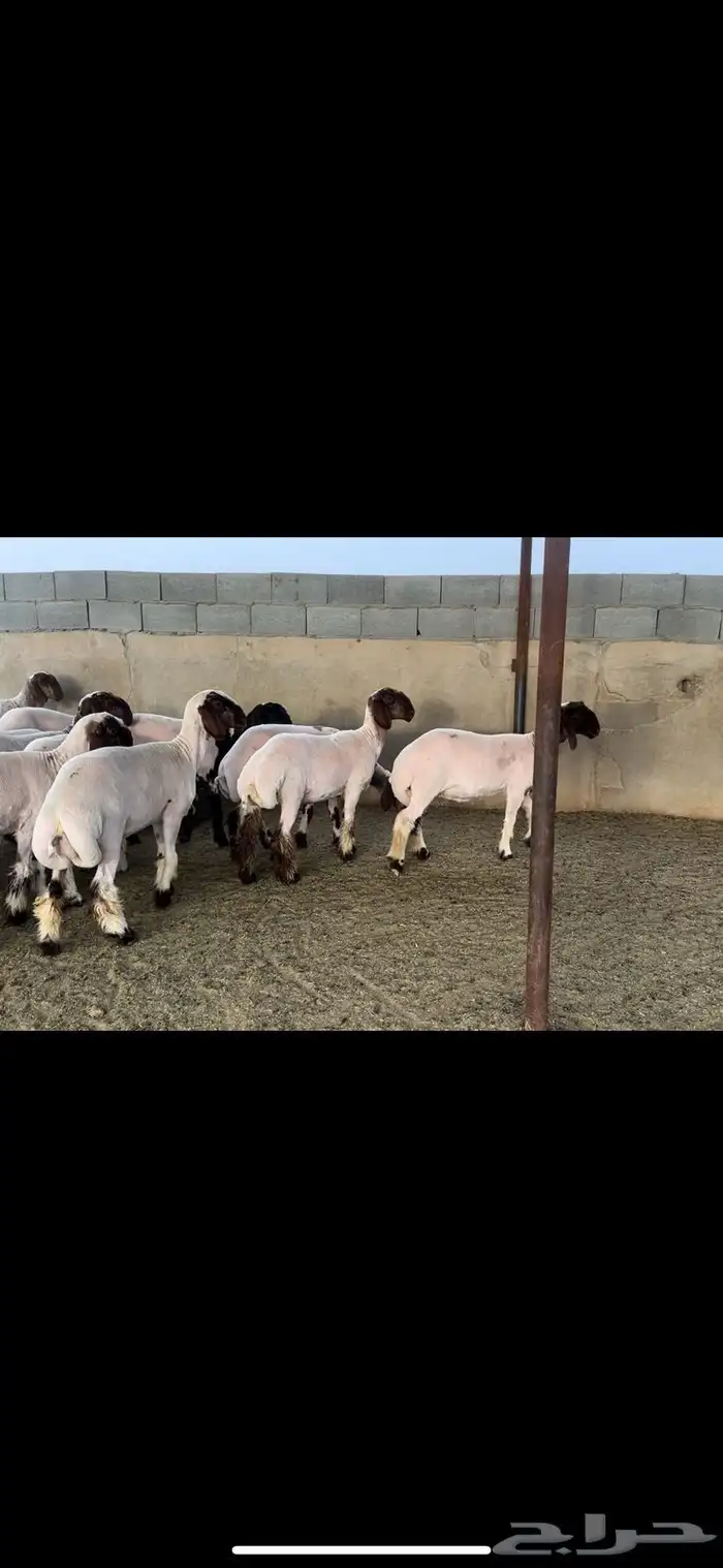 جذعات نعيم صنف 3