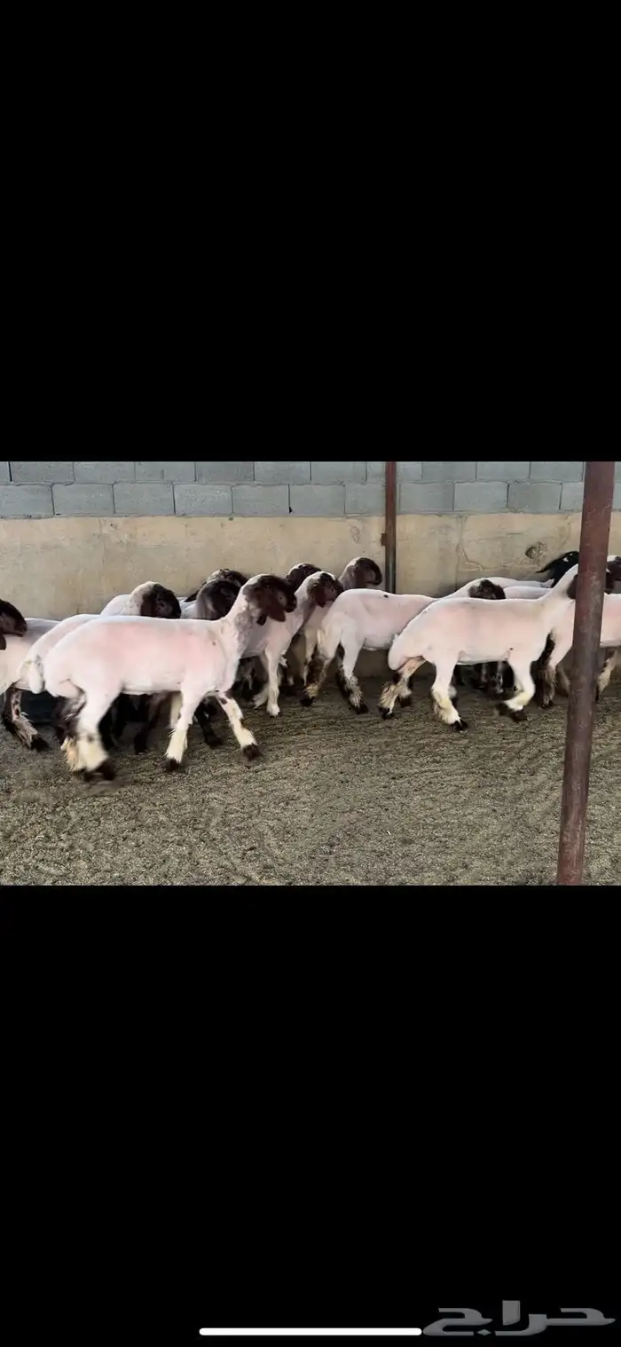 جذعات نعيم صنف 1