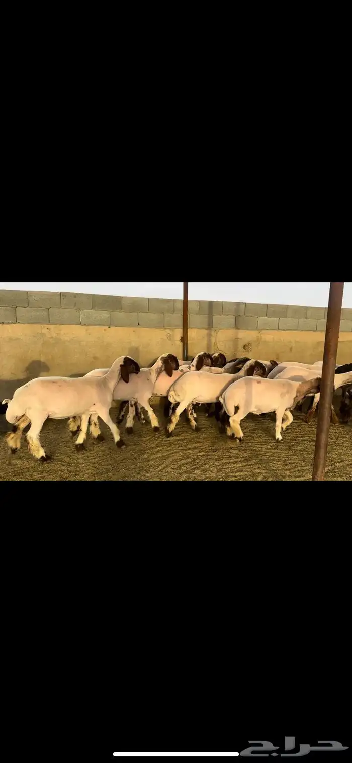 جذعات نعيم صنف 5