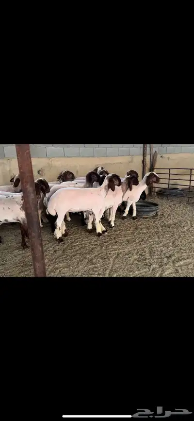 جذعات نعيم صنف 0