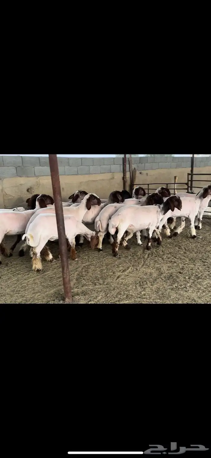 جذعات نعيم صنف 4