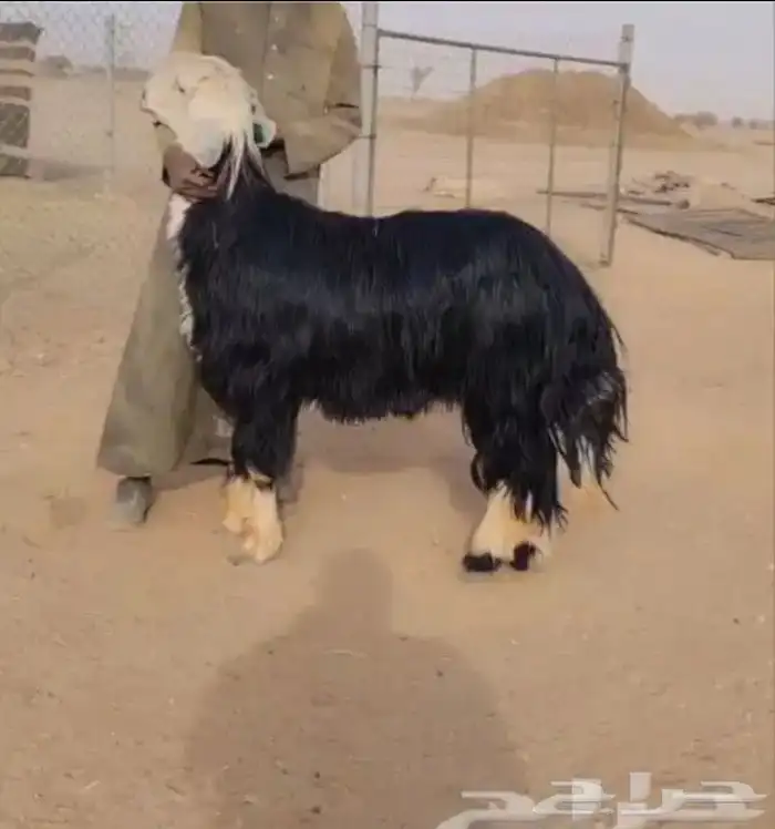 عروض النجد رقم 3 حلال ابو حمدان الحبابي 75