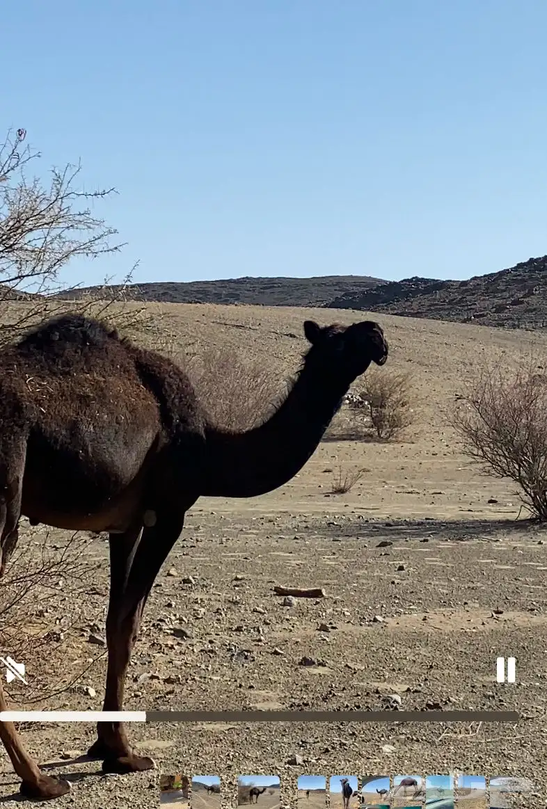 بكار مجاهيم 8