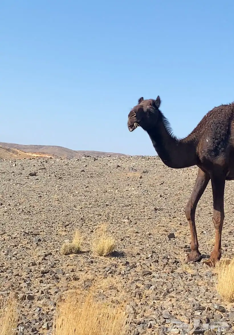 بكار مجاهيم 4