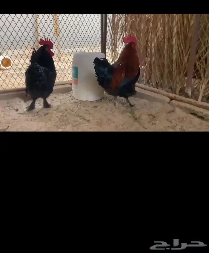 ديوك سلاله الماران 1