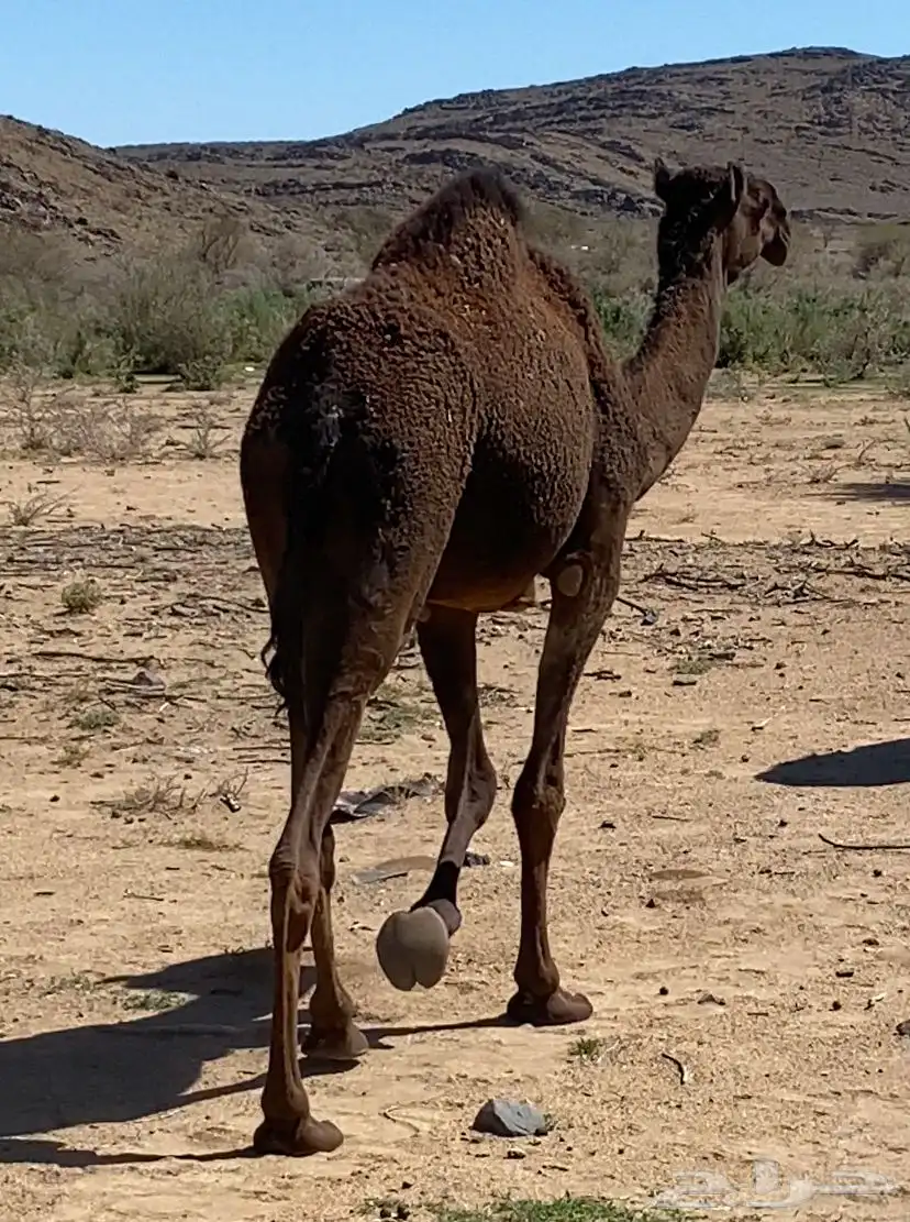 بكار مجاهيم 2