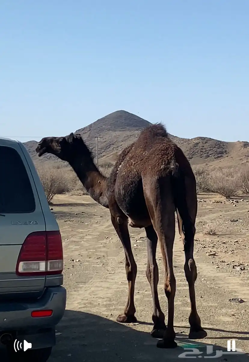 بكار مجاهيم 9
