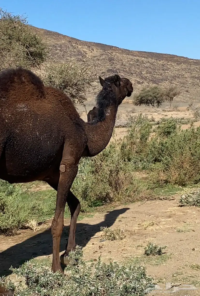 بكار مجاهيم 6