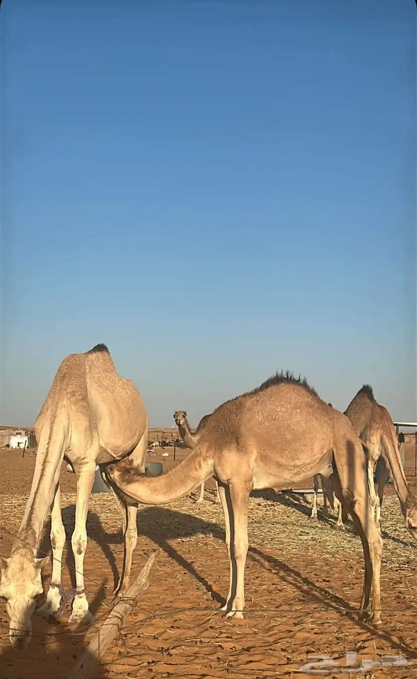 قعود لباني كفووو 0