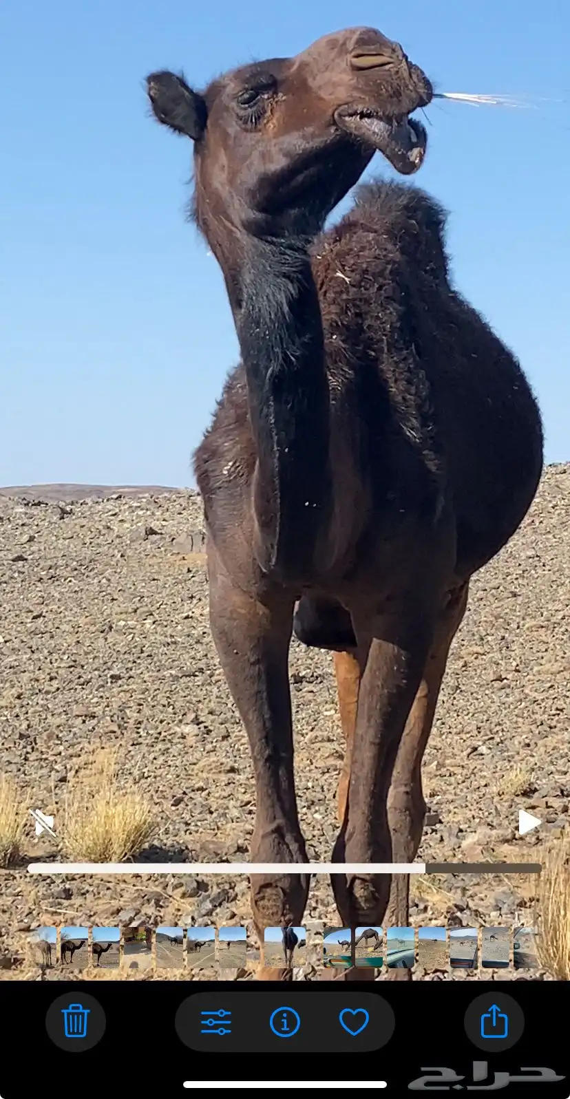 بكار مجاهيم 7