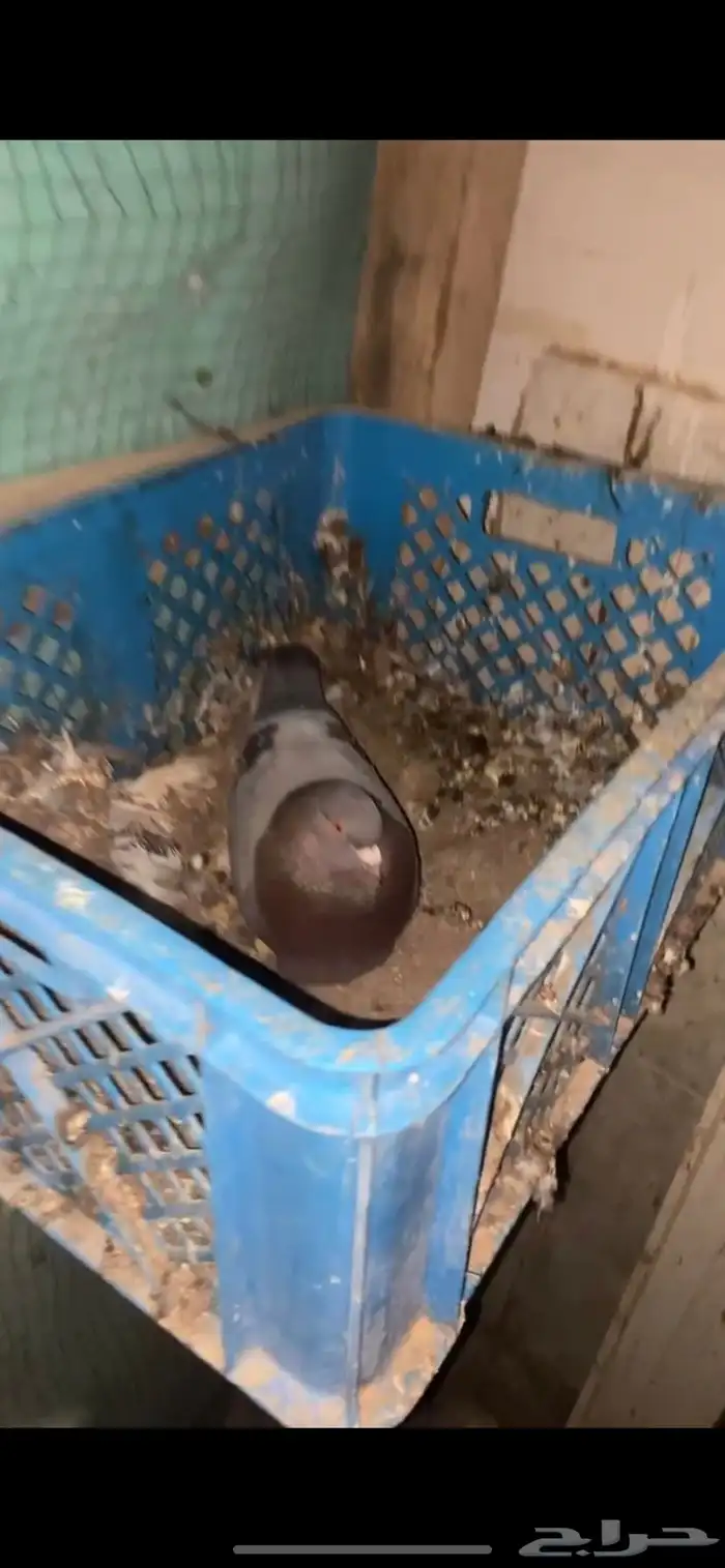 حمام زاجل العدد 20 جوز 4