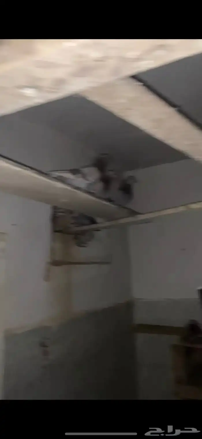 حمام زاجل العدد 20 جوز 3