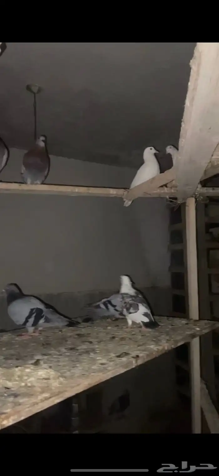 حمام زاجل العدد 20 جوز 2