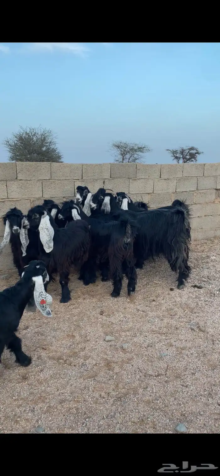 معزا عوراض صنف فاخره 2