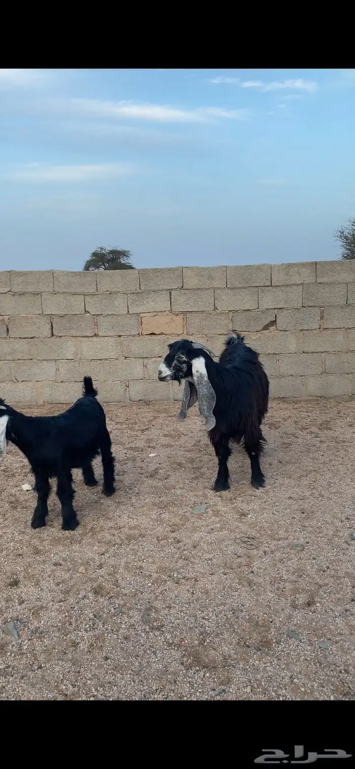 معزا عوراض صنف فاخره 1
