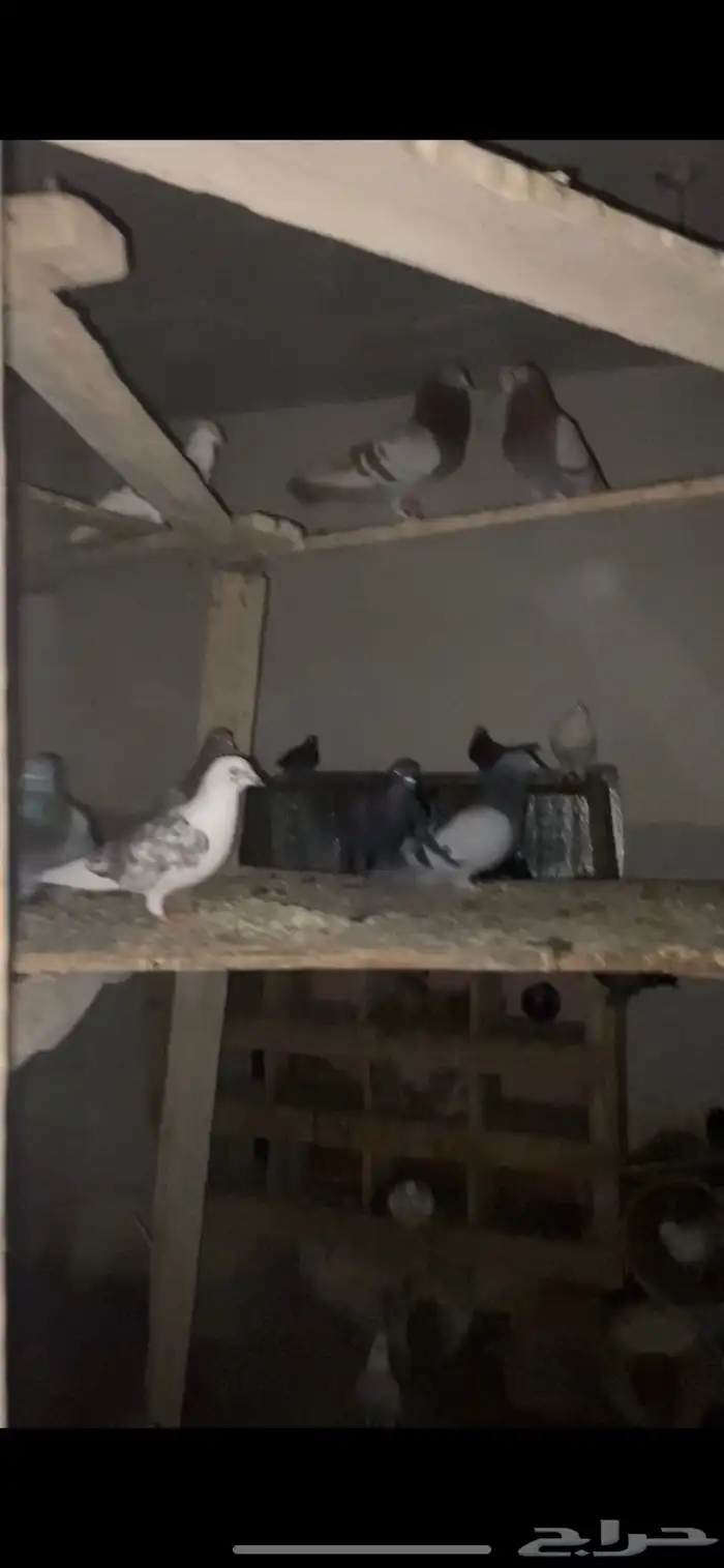 حمام زاجل العدد 20 جوز 0