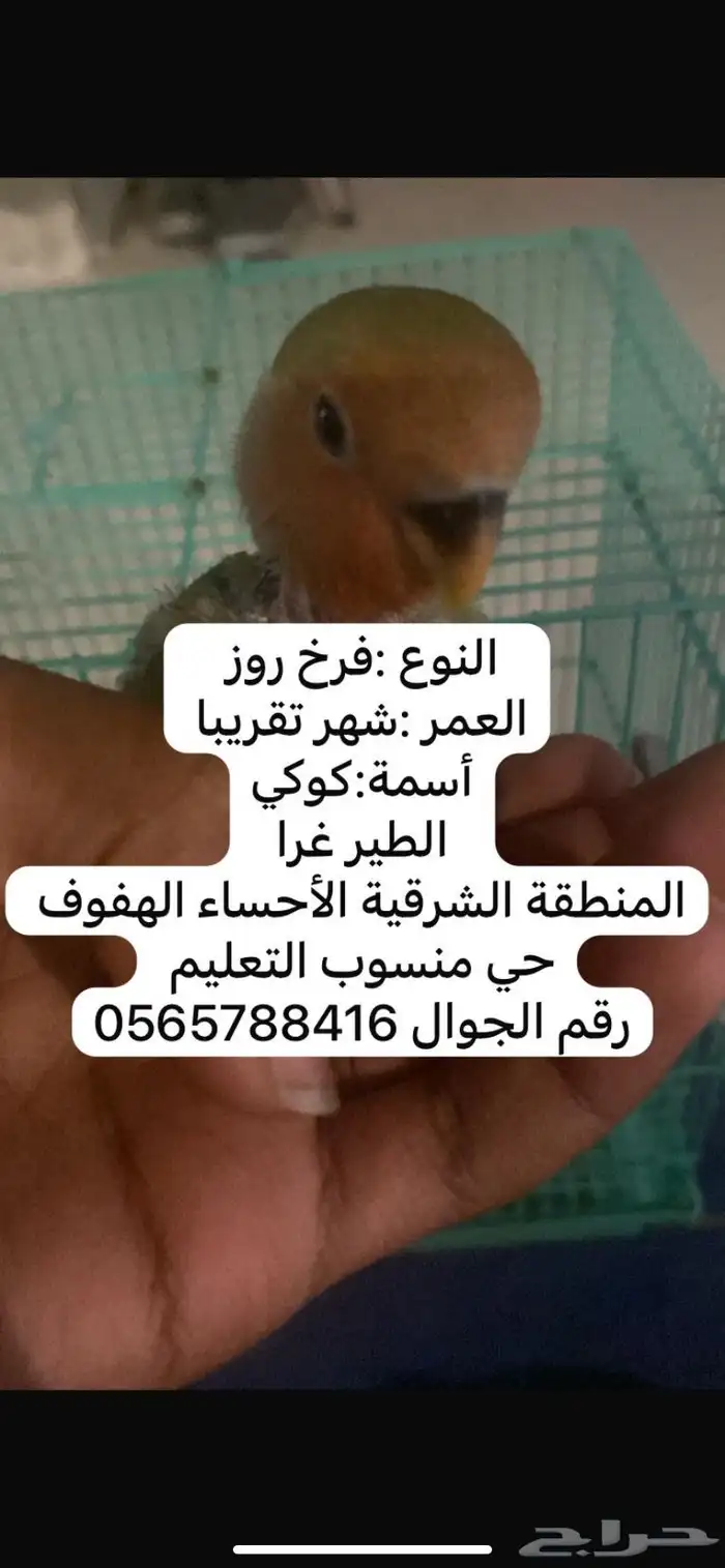 فرخ روز اخضر توفر من جديد نفذت الكمية 0