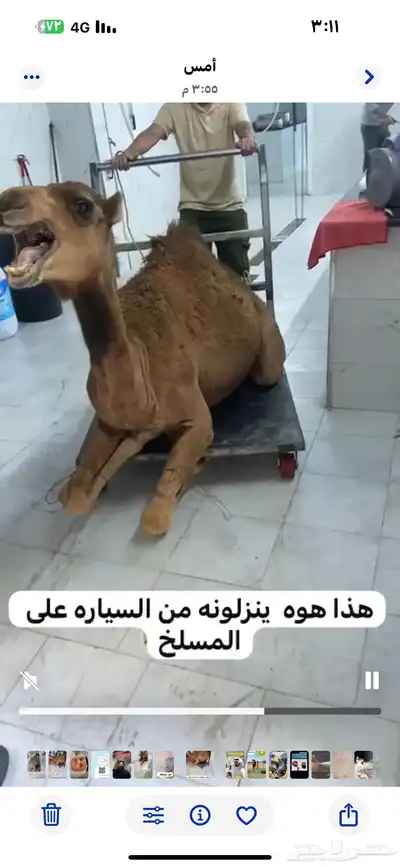 مركزرواد تهامه ليسة الوحيده فلاكن يشهدالله أنها افضل الملاحم 29
