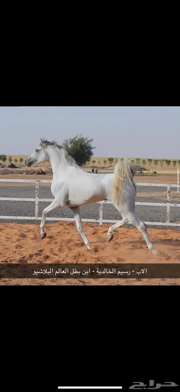 مهره واهو 2