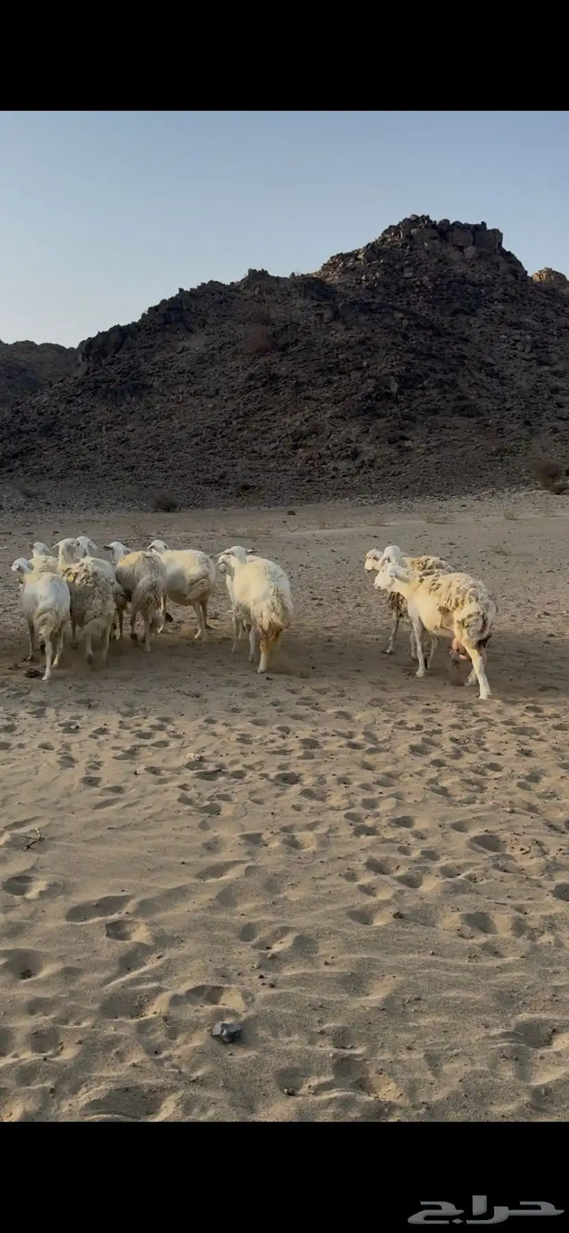 جنوب مكه 1
