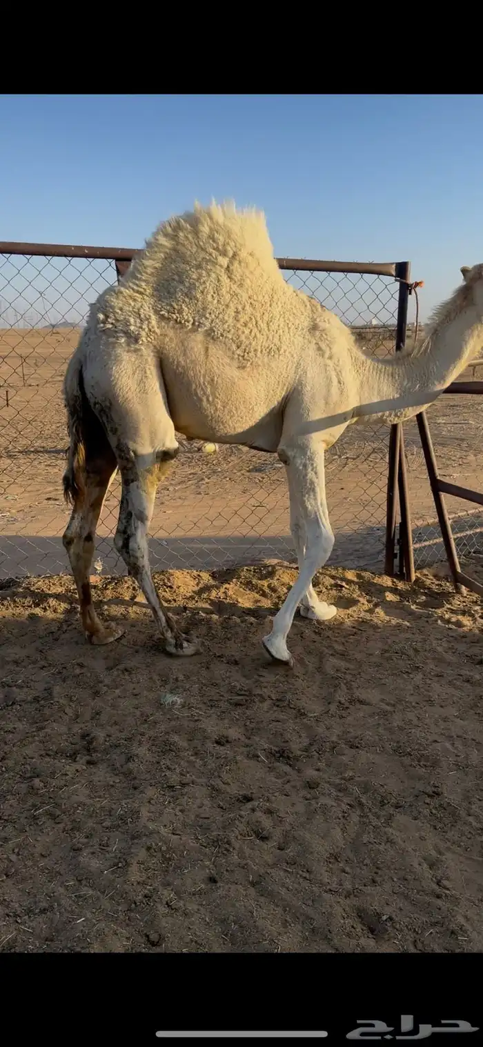 قعود مغلق للبيع رقم الجوآل 1