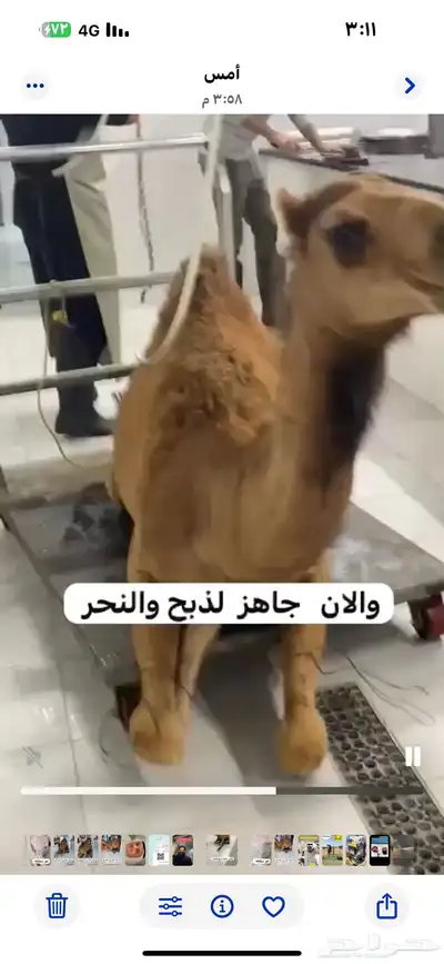 مركزرواد تهامه ليسة الوحيده فلاكن يشهدالله أنها افضل الملاحم 27