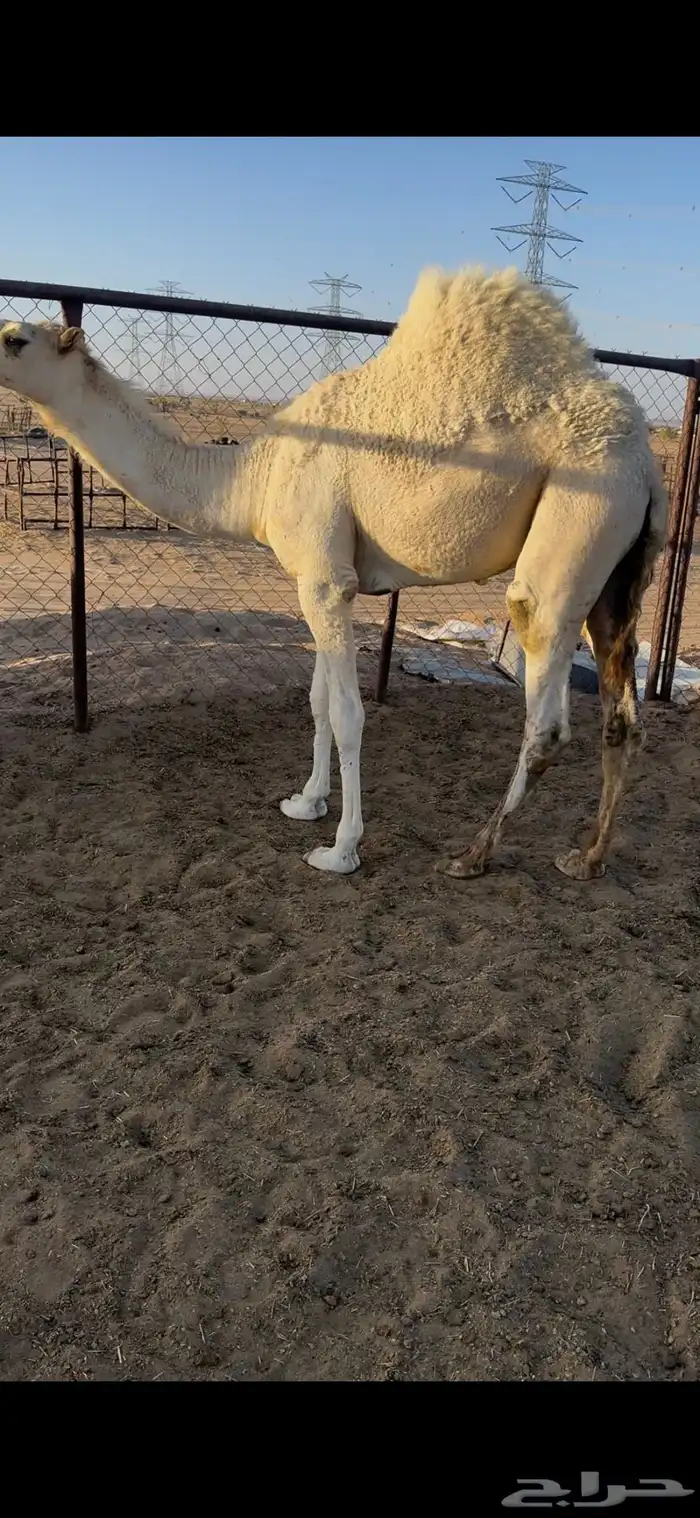 قعود مغلق للبيع رقم الجوآل 0