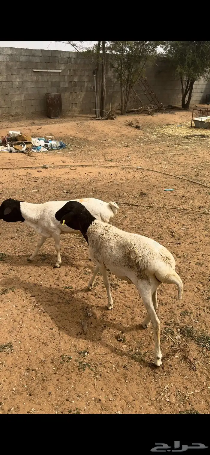 يتوفر ذبايح برابر وتيوس لبانيات 0