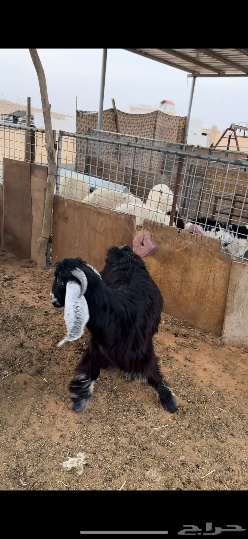 للبيع تيس عارضي جذع ذبيحه 1