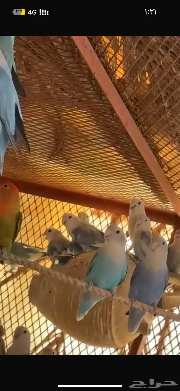 مطير روز كامل للبيع شرط انتاج. 0