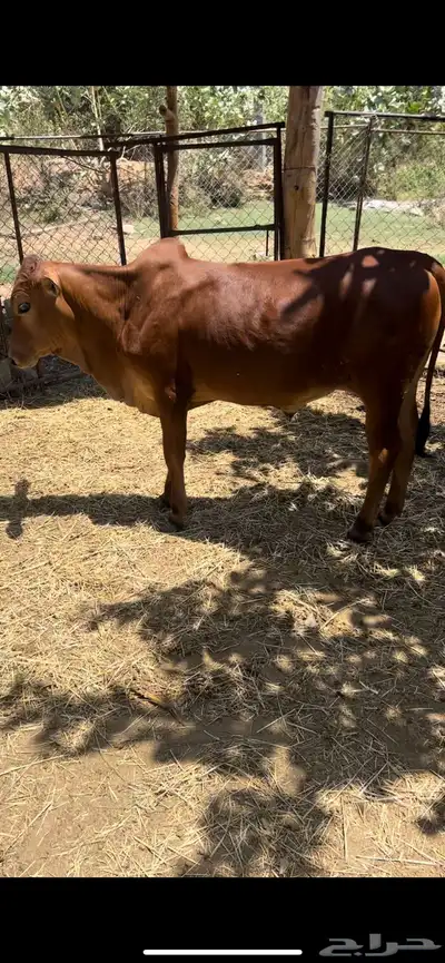 حسلان ذكران 1