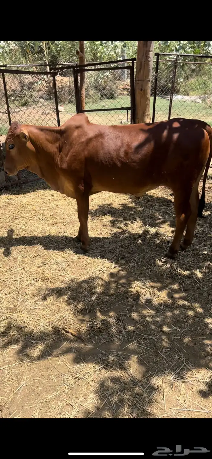 حسلان ذكران 1