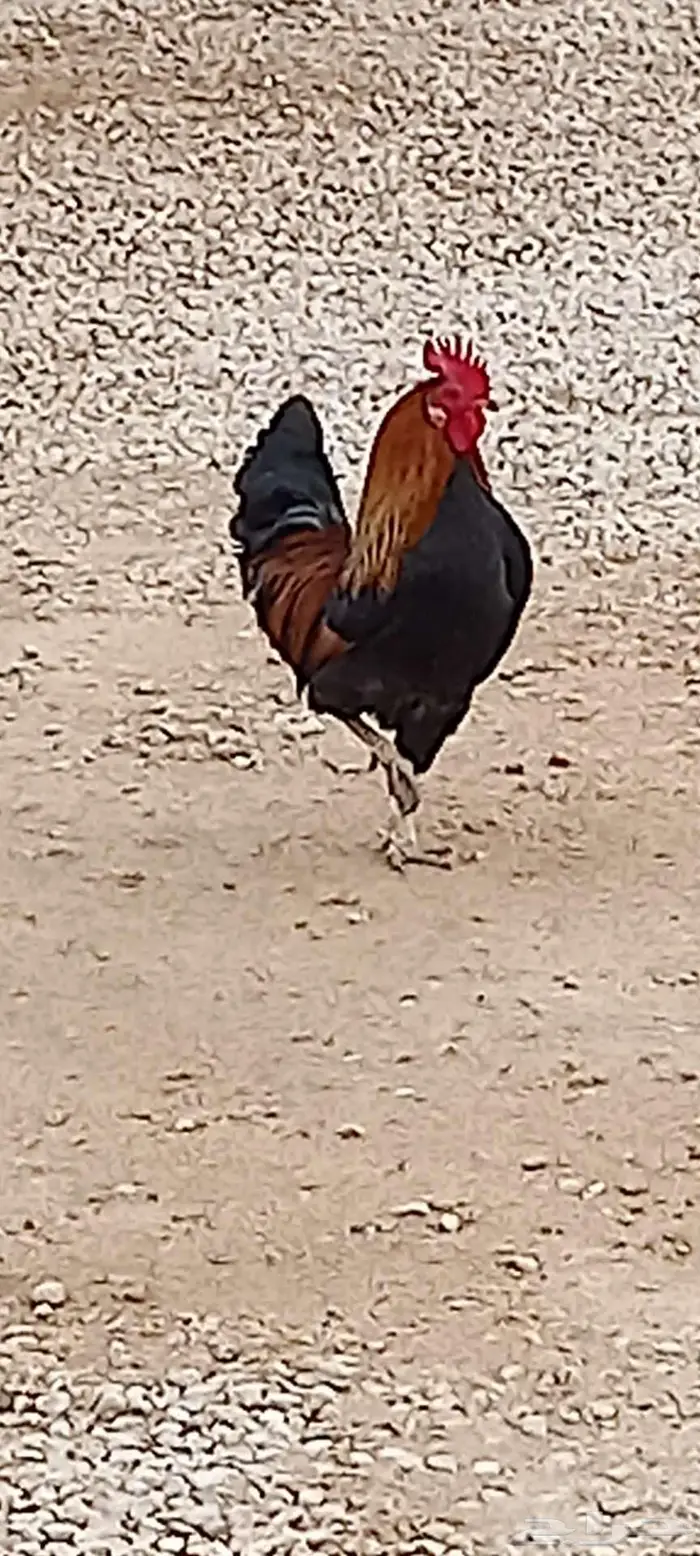 ديك فحل شرط 2