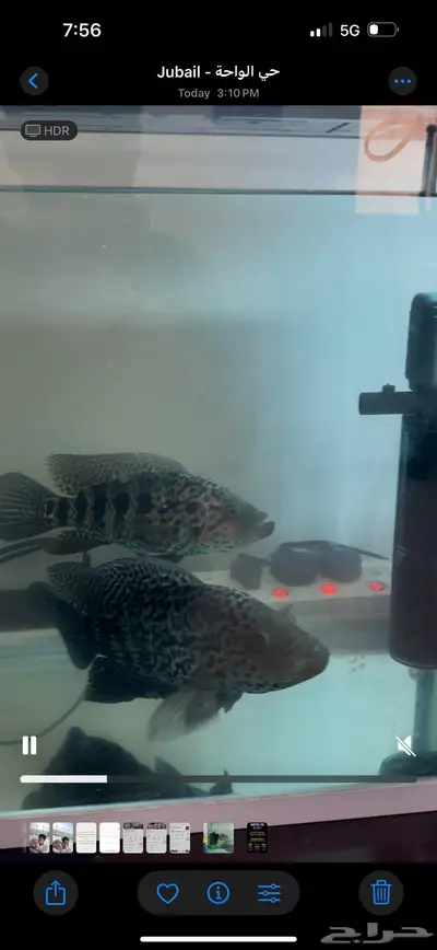 Fish for sale 0