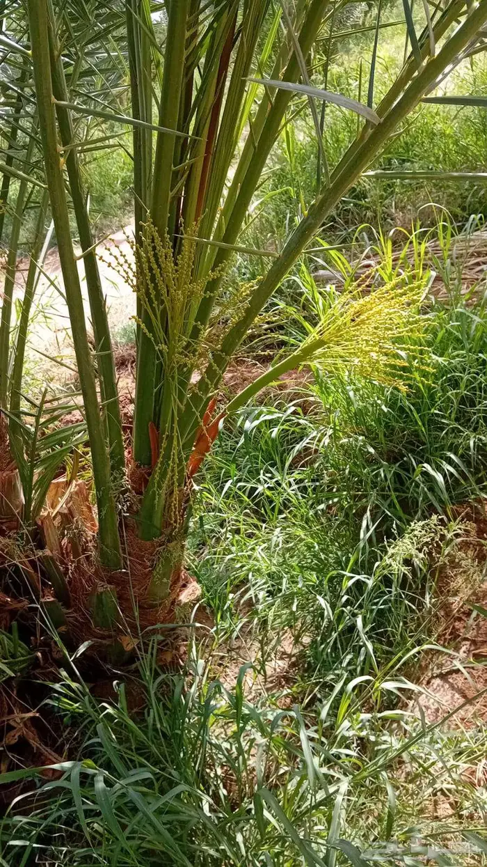 للبيع النخيل 1