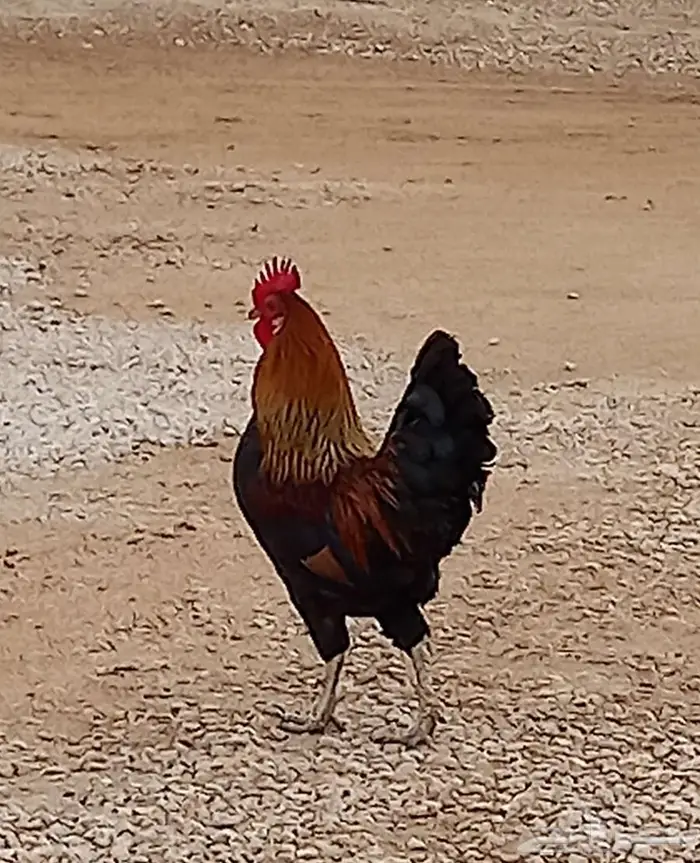 ديك فحل شرط 4