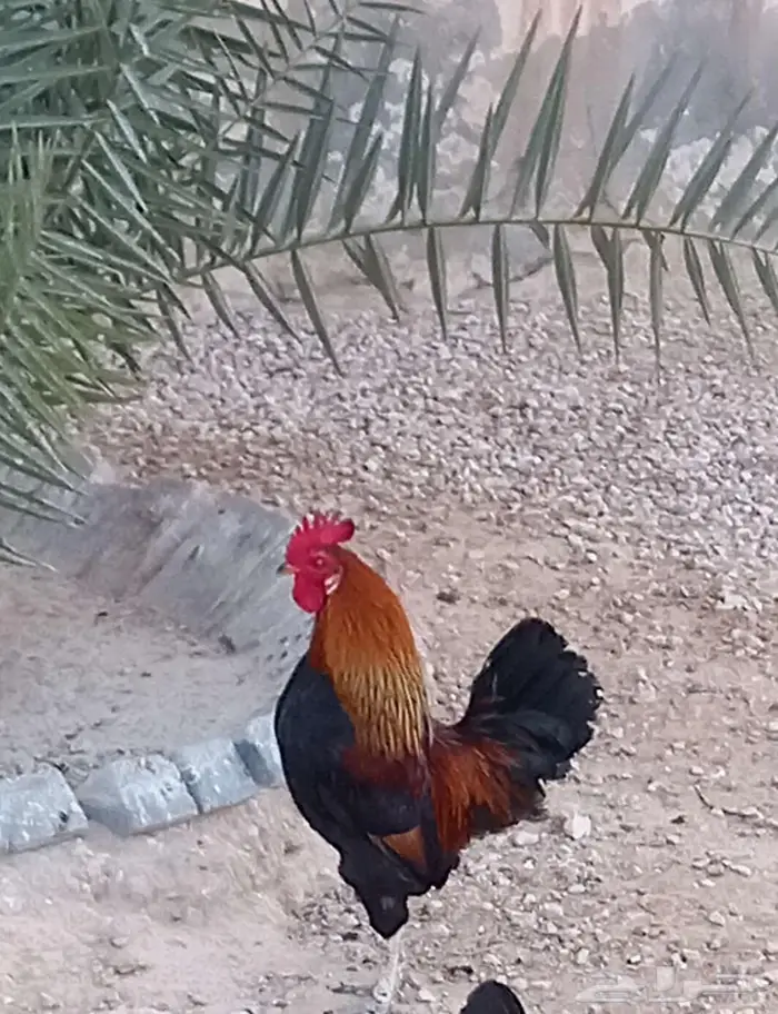 ديك فحل شرط 6